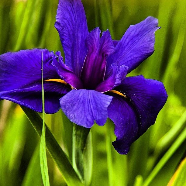 Iris Photograph - Blue Iris by Felice Willat