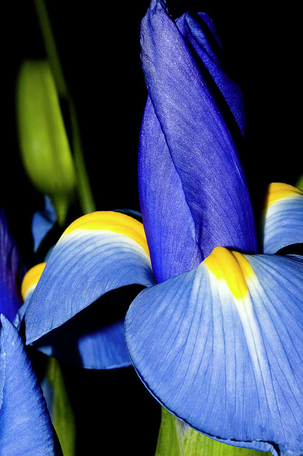 Blue Iris Garden Photograph by Carolyn Marshall