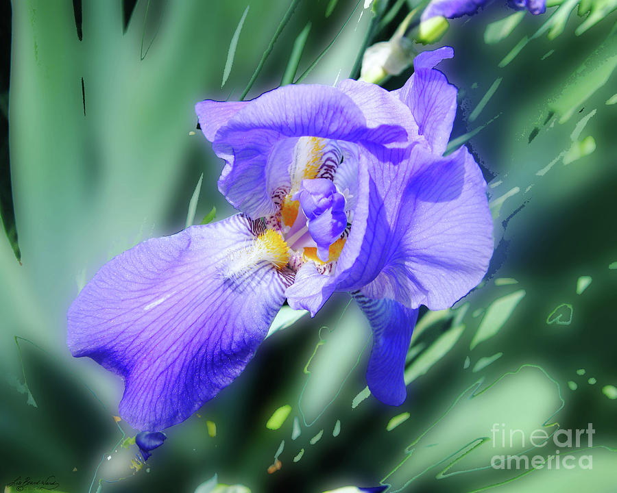 Blue Iris Photograph by Lizi Beard-Ward