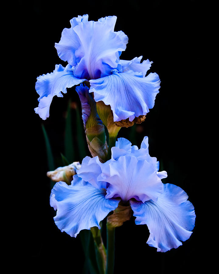 Blue Iris Photograph by Lynne Jenkins