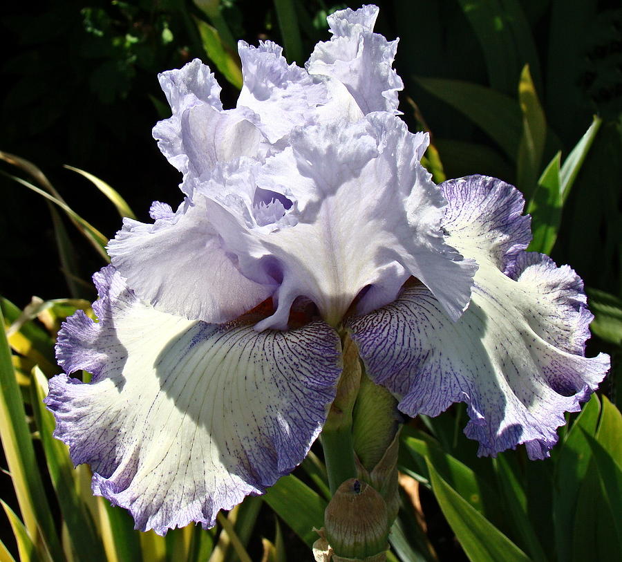 Blue Iris Photograph by Nick Kloepping