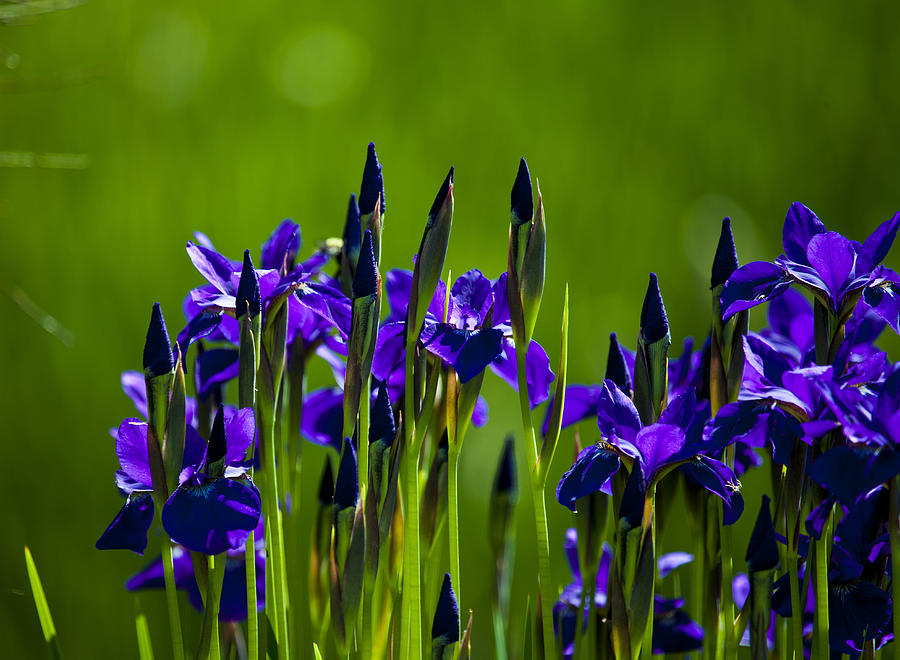 Iris Photograph - Blue Iris by Richard Lee