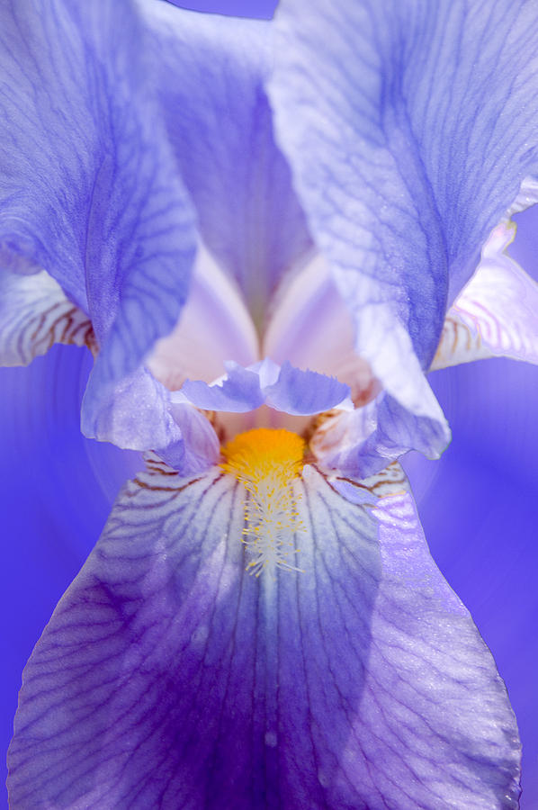 Blue Iris Photograph by Sarah McKoy