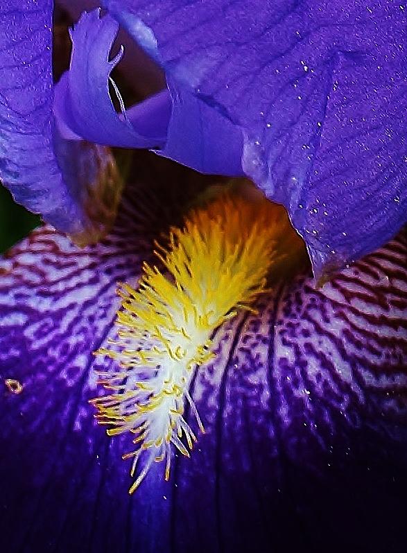 Nature Photograph - Blue Iris Up Close by Bruce Bley