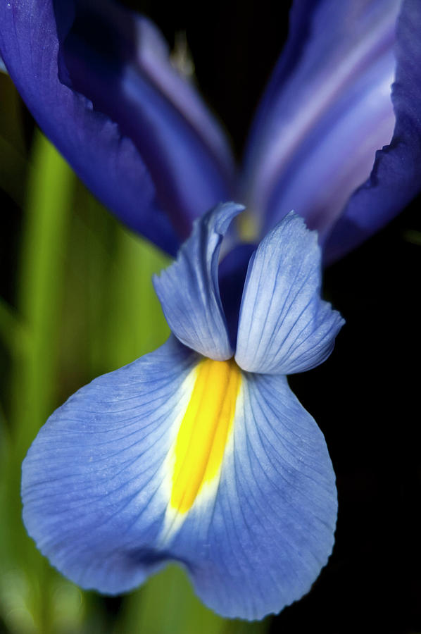 Blue Iris Wings Photograph by Carolyn Marshall