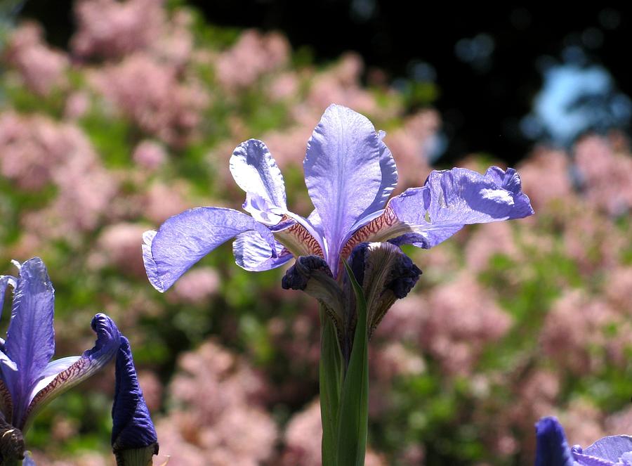 Blue Iris With Pink Photograph by Alfred Ng
