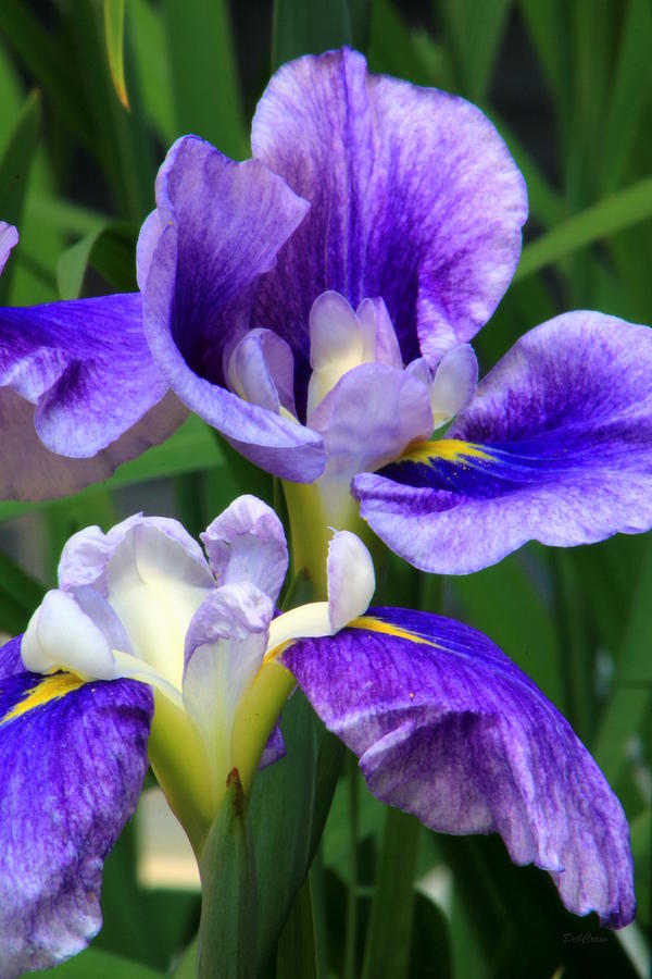 Blue Irises Photograph by Deborah  Crew-Johnson