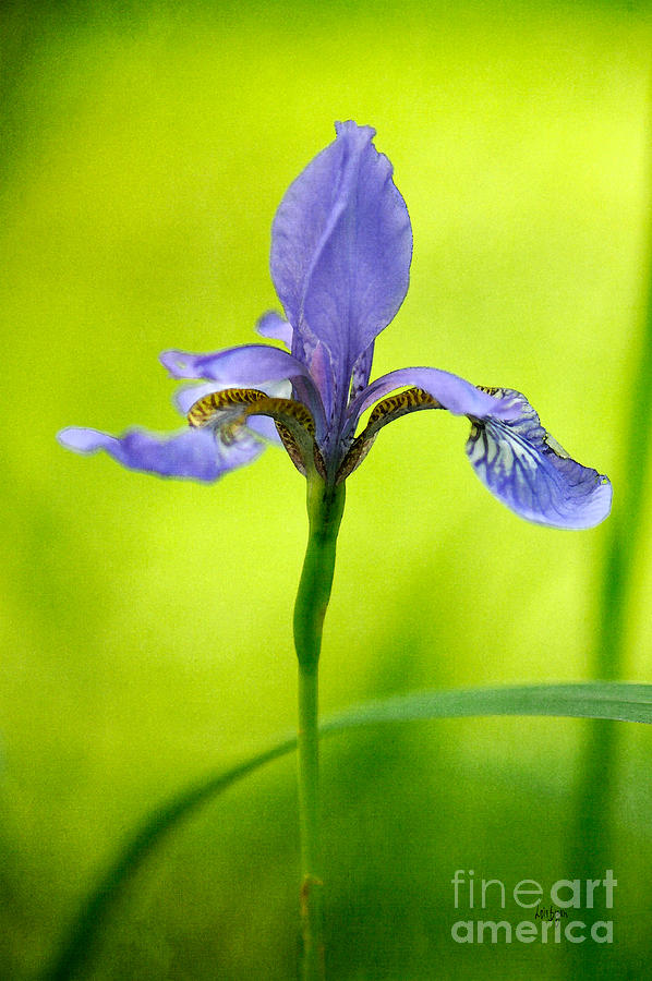 Blue Japanese Iris Photograph by Lois Bryan