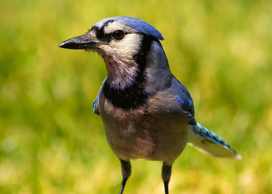 Blue Jay after a Fight Photograph by Bill and Linda Tiepelman