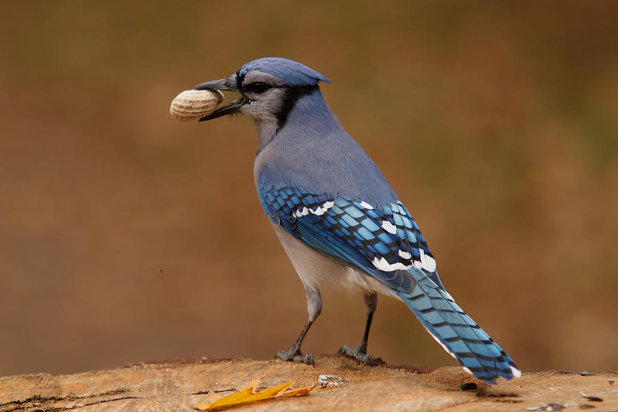 Blue Jay and Nut Photograph by Josef Pittner