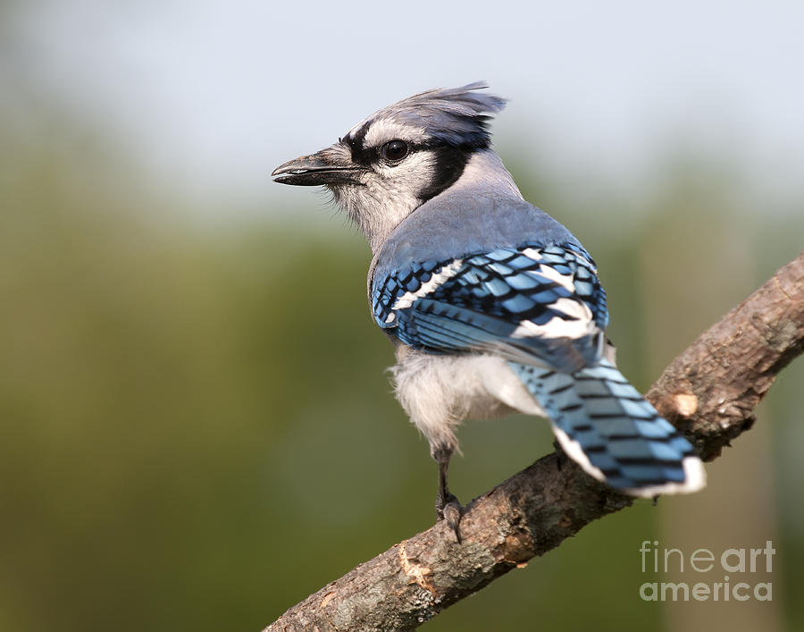 Blue Jay Photograph by Art Whitton