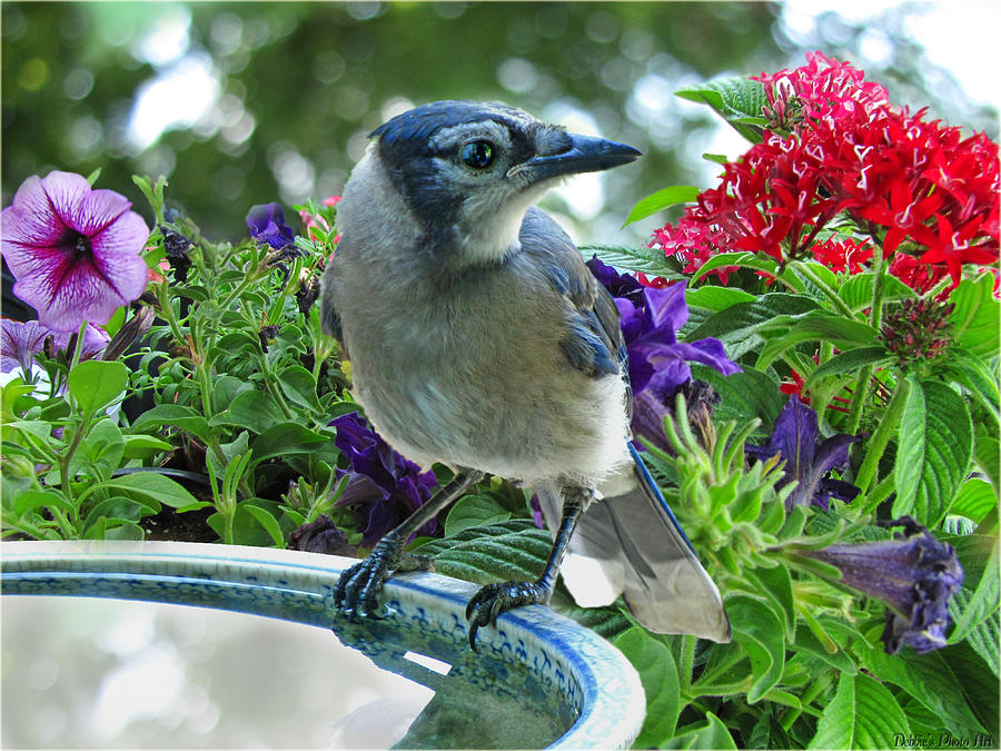 Blue Jay at Water Photograph by Debbie Portwood