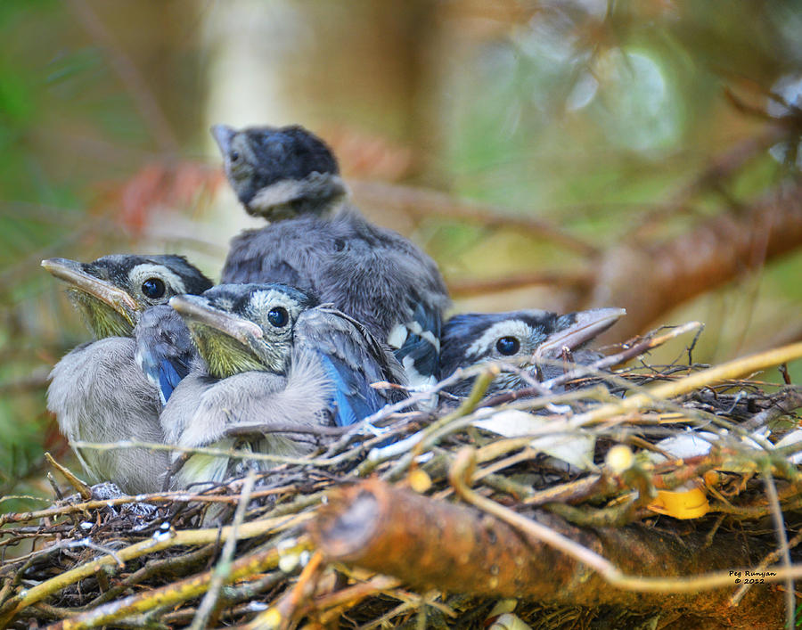 Blue Jay Babies Photograph By Peg Runyan