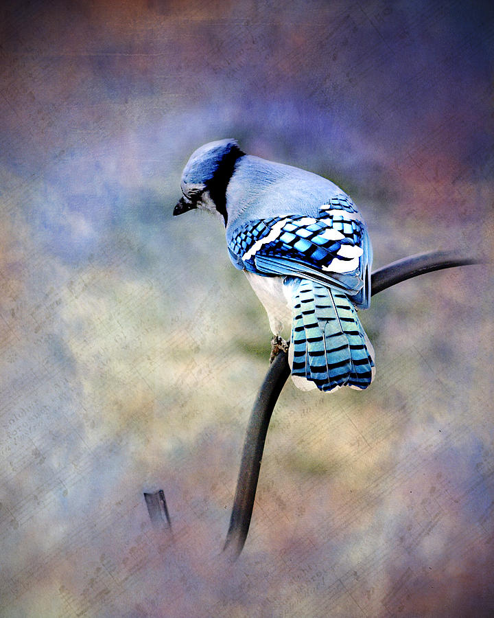 Blue Jay Blue Jay Sing Me A Song Photograph by Kathy Jennings