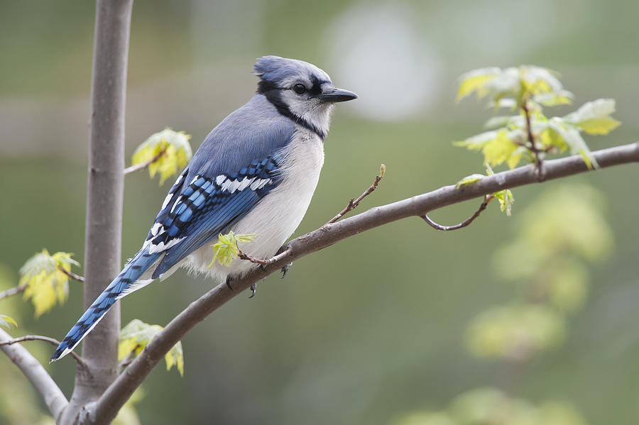 Blue Jay Photograph - Blue Jay Cyanocitta Cristata Perched On by Amy Kay