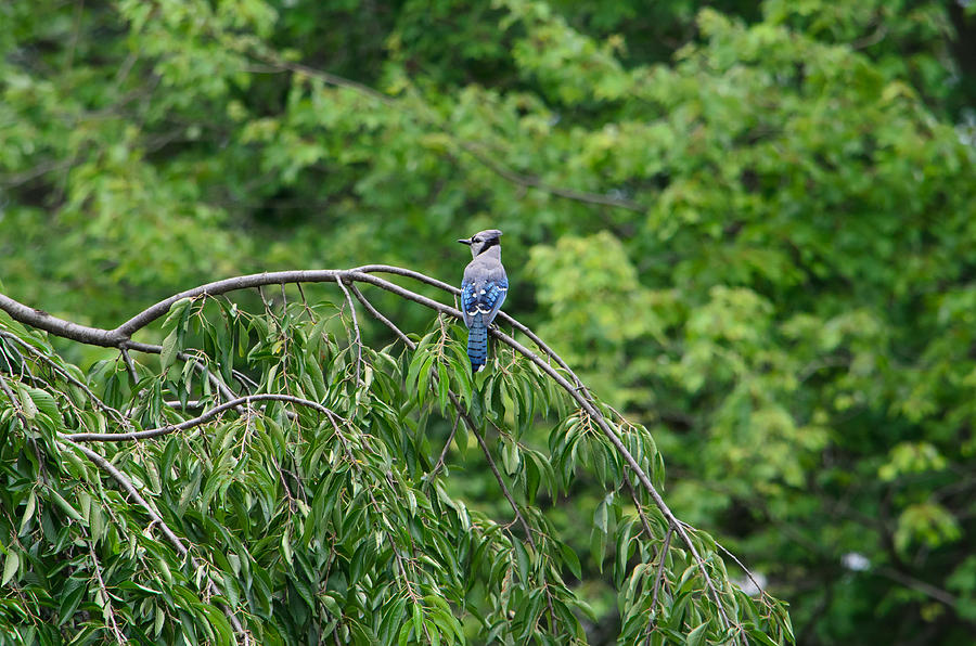 Blue Jay Photograph - Blue Jay Lookout by Donna Harding