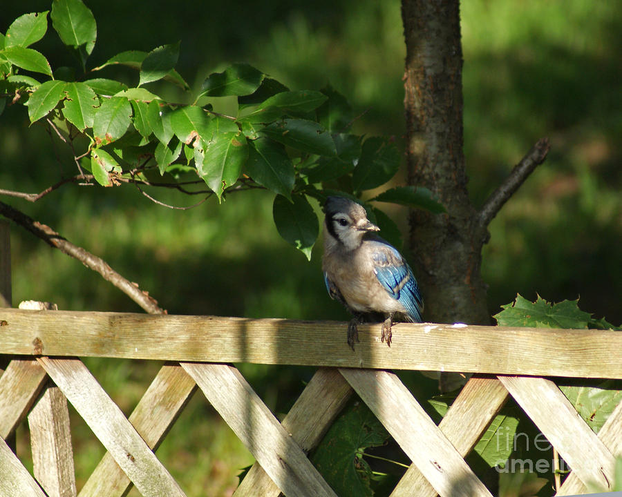 Blue Jay on a Fence Photograph by Margie Avellino