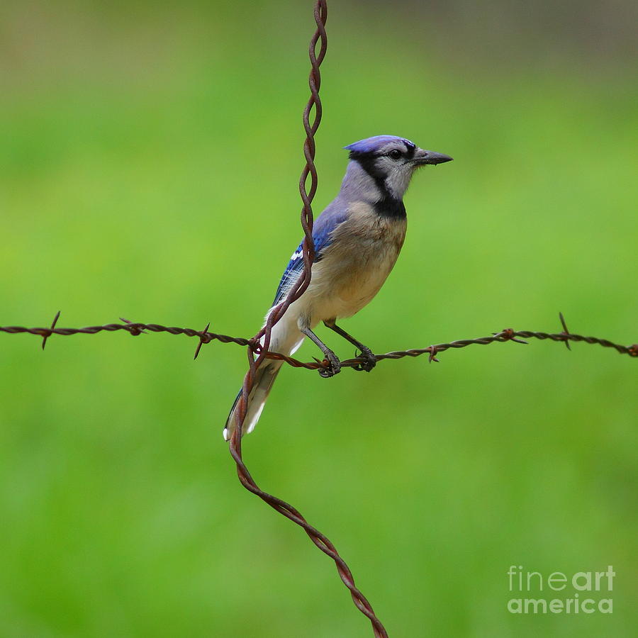 Blue Jay On Crossed Wire Photograph by Robert Frederick