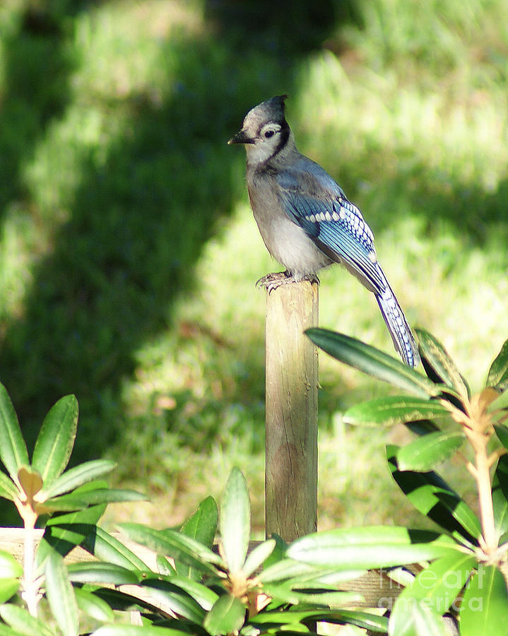 Blue Jay on the Post Photograph by Margie Avellino