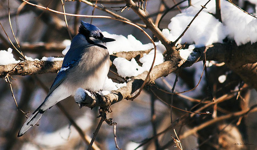 Blue Jay Staying Warm Photograph by Ed Peterson