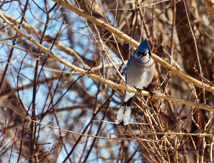 Blue Jay Thinking Photograph by Ed Peterson