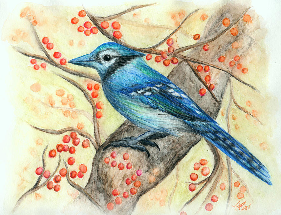 Blue Jay with berries Drawing by Tatiana Fess
