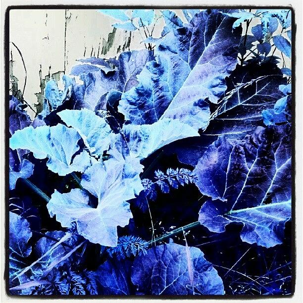 Abstract Photograph - Blue Leaf Special #blue #android by Marianne Dow