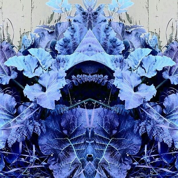 Abstract Photograph - Blue Leaf Special II #blue #android by Marianne Dow