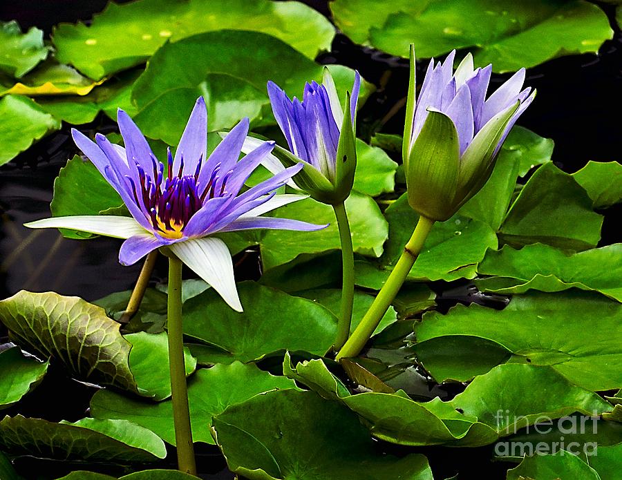 Blue Lilies Photograph by Nick Zelinsky Jr