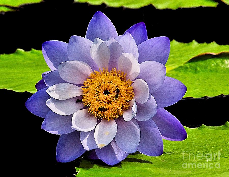 Blue Lily Photograph by Nick Zelinsky Jr