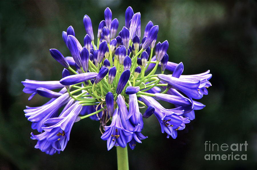 Agapanthus Africanus Photograph - Blue Lily Of The Nile by Byron Varvarigos