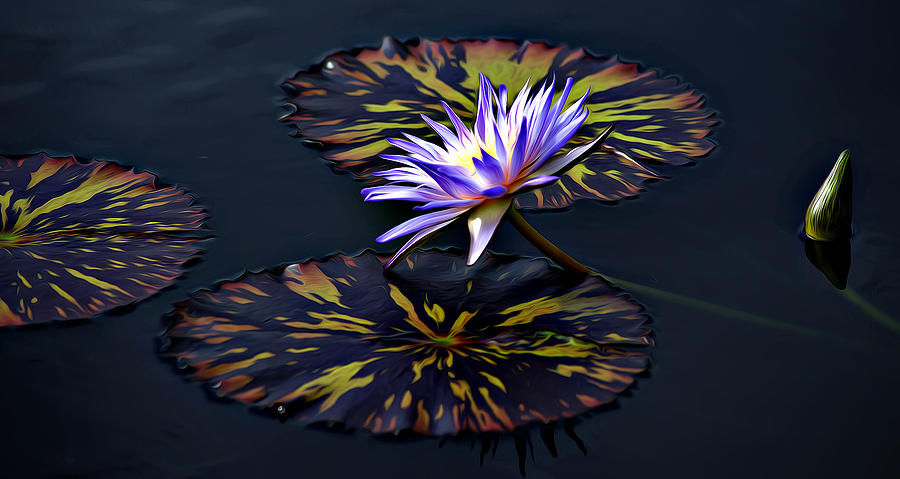 Lily Digital Art - Blue Lily by Ray Bilcliff