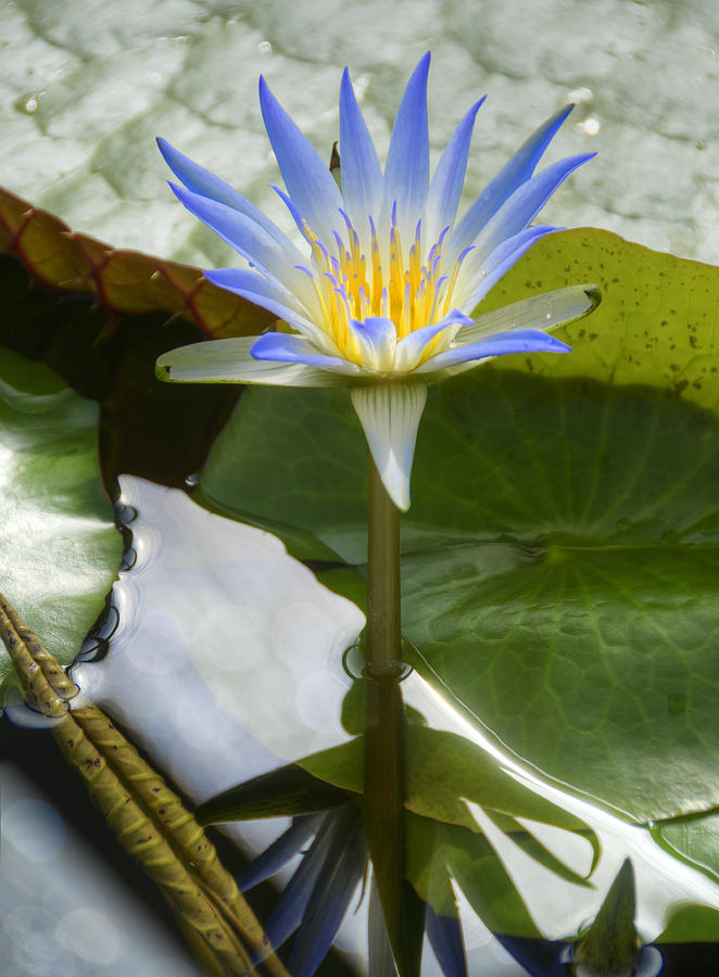Blue Lotus Photograph by Wayne Sherriff