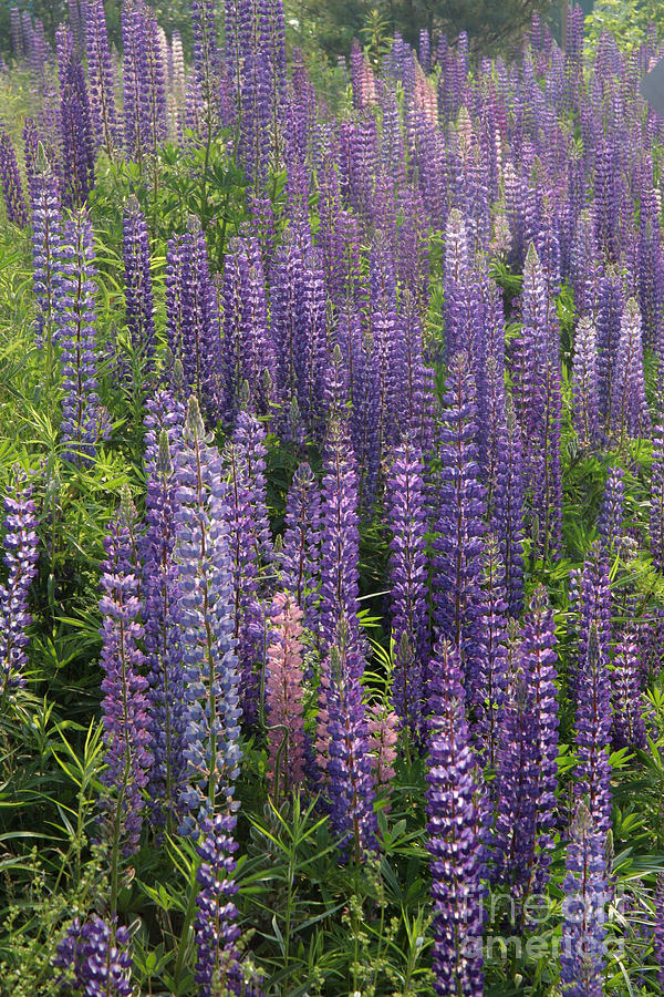 Blue Lupine Photograph by Ted Kinsman