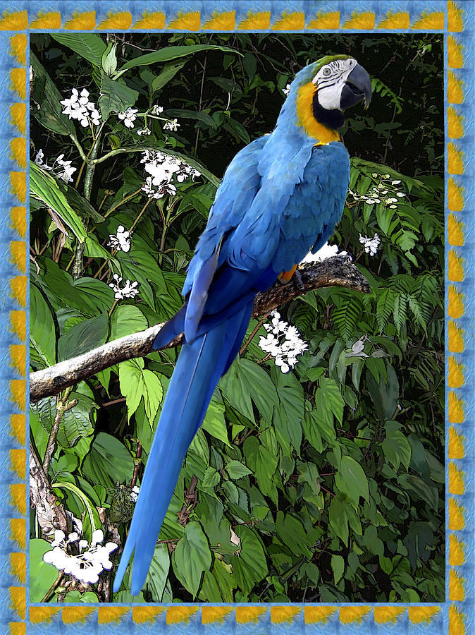 Blue Macaw Photograph by Kurt Van Wagner