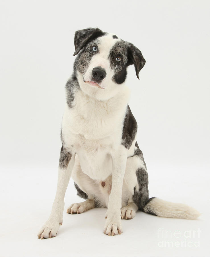 Blue Merle Border Collie Photograph by Mark Taylor