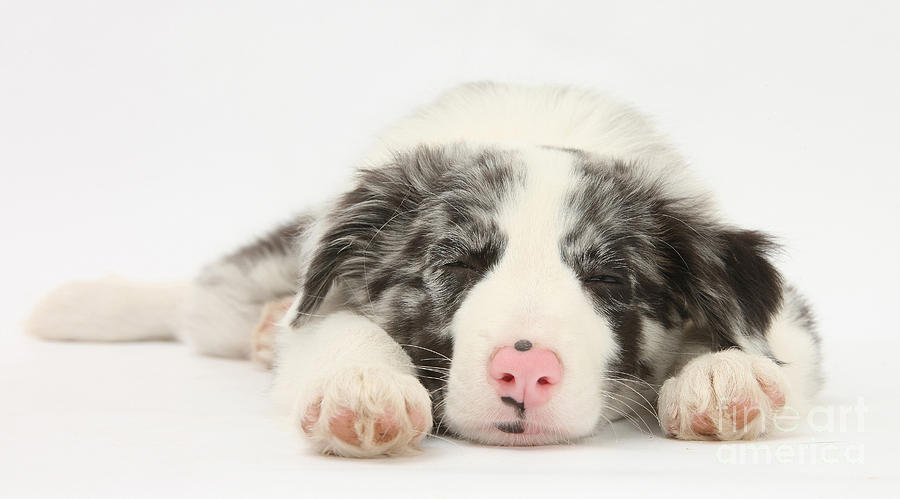 Blue Merle Border Collie Pup Photograph by Mark Taylor