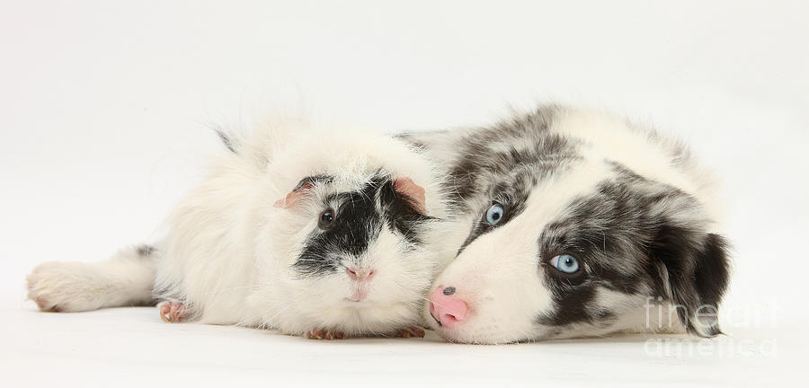 Blue Merle Border Collie With Guinea Pig  by Mark Taylor
