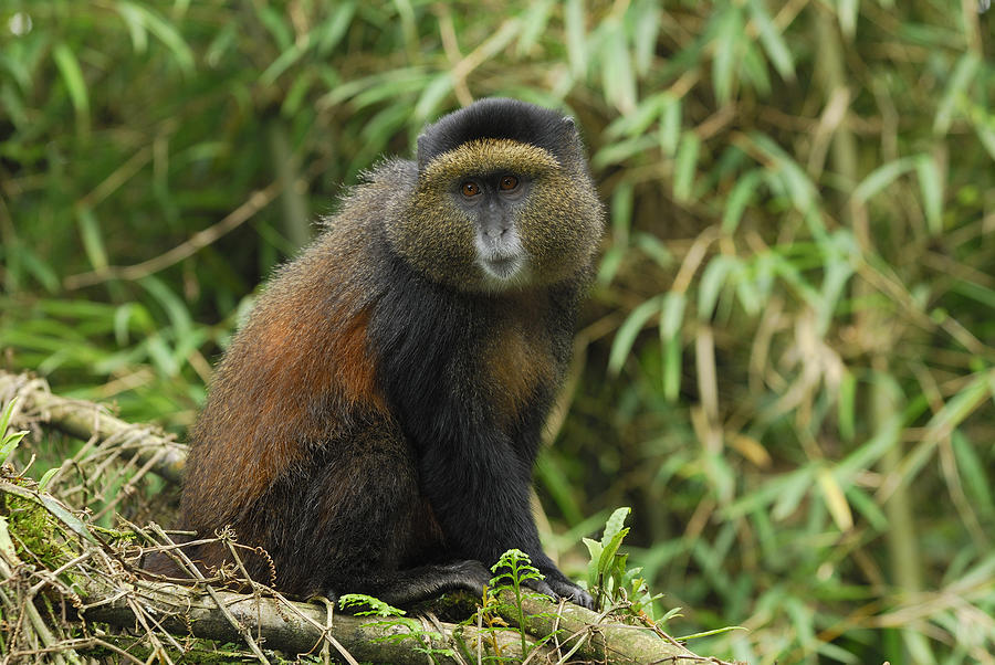 Blue Monkey in Volcanoes Natl Park Photograph by Thomas Marent