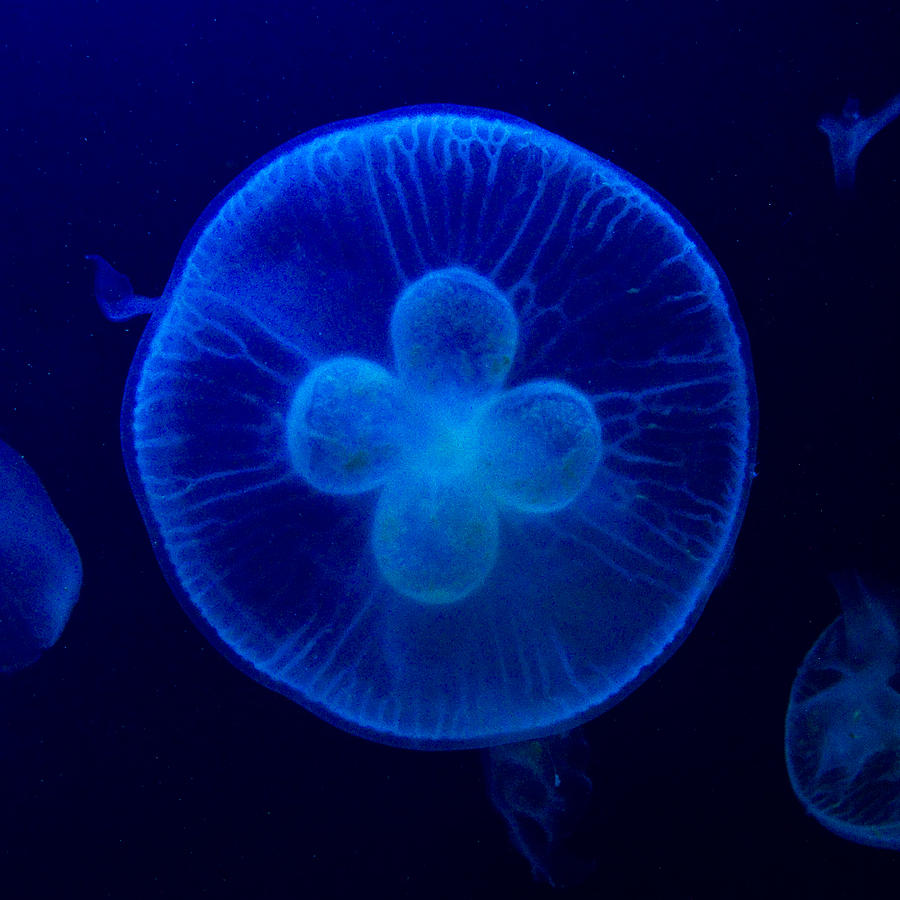 Jellyfish Photograph - Blue Moon by Carrie Cranwill