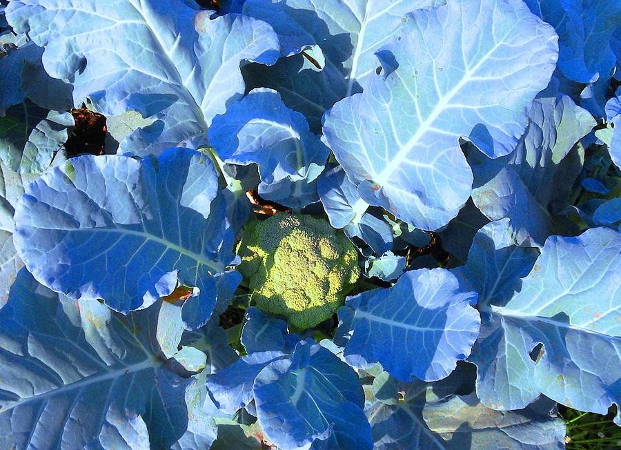Blue Moon Cauliflower Photograph by Be Aimless