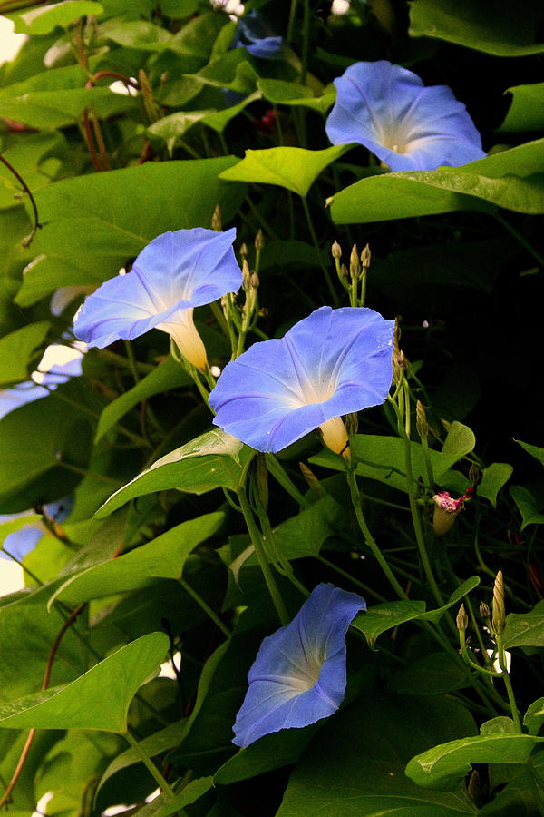 Blue Morning Glories Photograph by Kay Novy