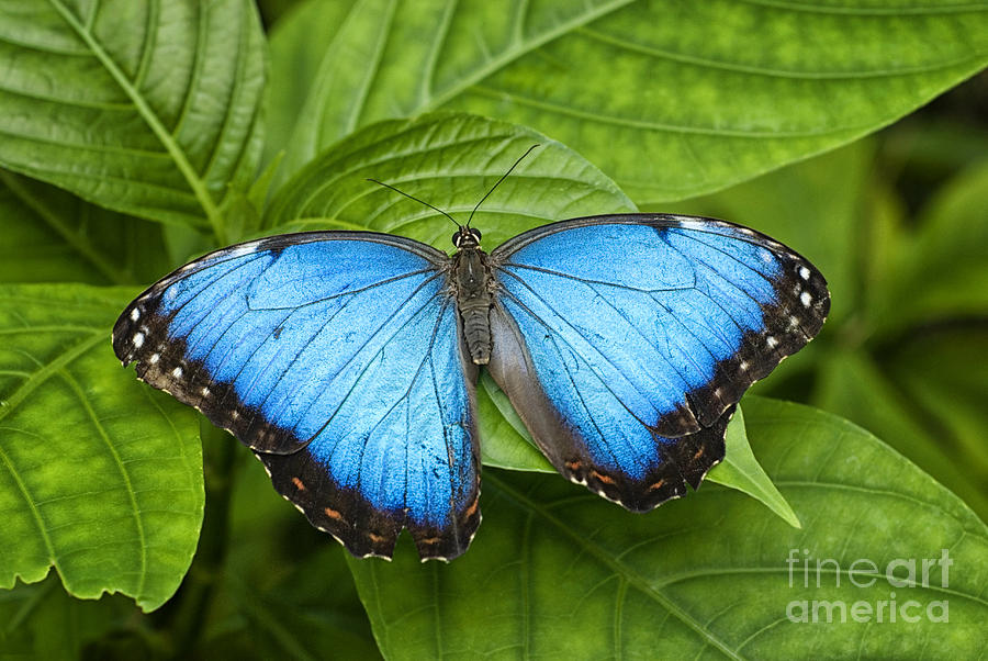 Blue Morpho Butterfly Photograph by Cheryl Davis - Fine Art America