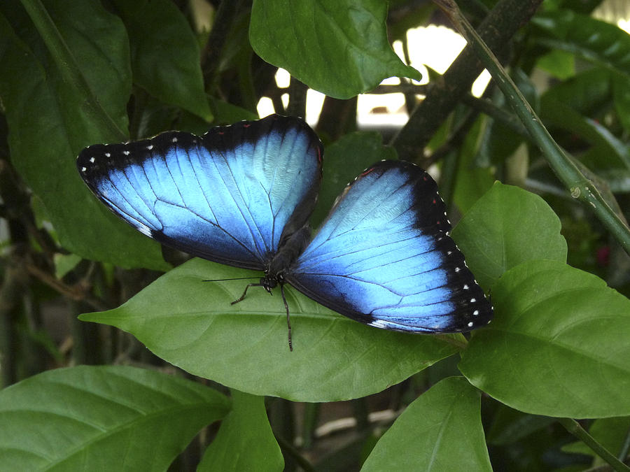 Blue Morpho Butterfly II. Photograph by Chris  Kusik