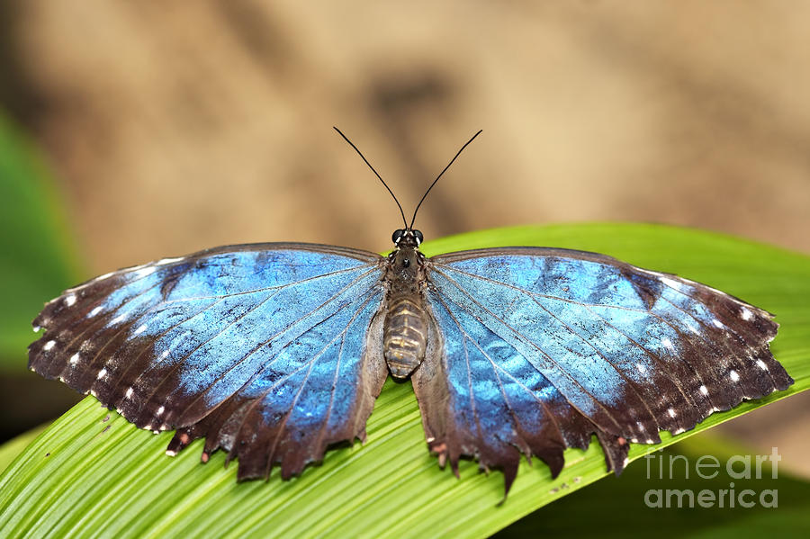 Butterfly Photograph - Blue Morpho Butterfly  by Michal Boubin