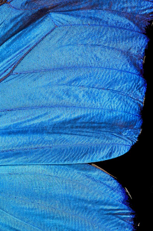 Blue Morpho Butterfly Wing Photograph by Paul D Stewart