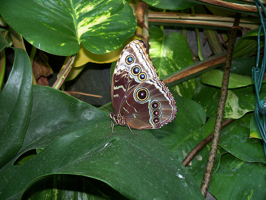 Blue Morpho Butterfly1 Photograph by Corinne Elizabeth Cowherd