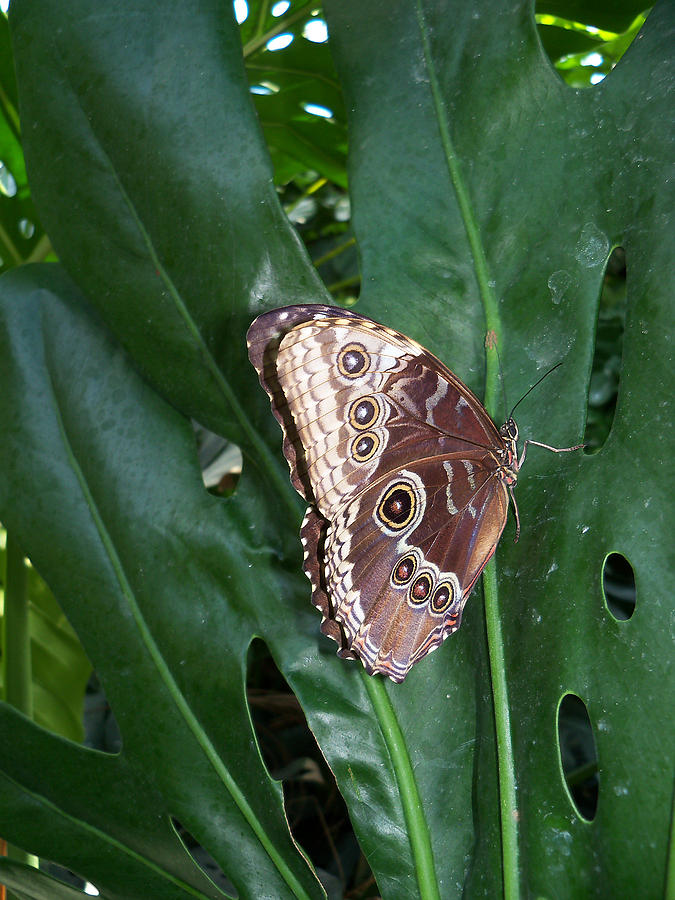 Blue Morpho Butterfly2 Photograph by Corinne Elizabeth Cowherd