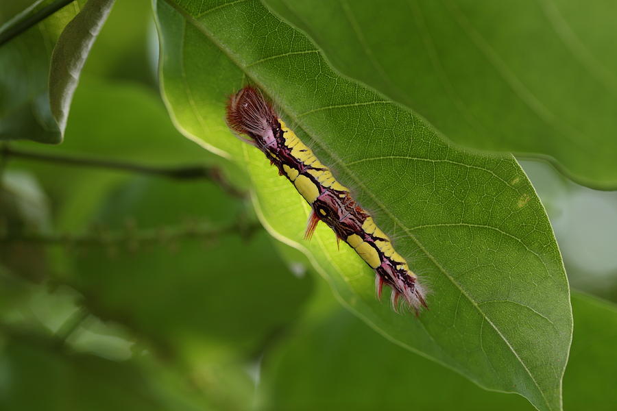 Blue Morpho Caterpillar Photograph By Johnny Cordero Fine Art America