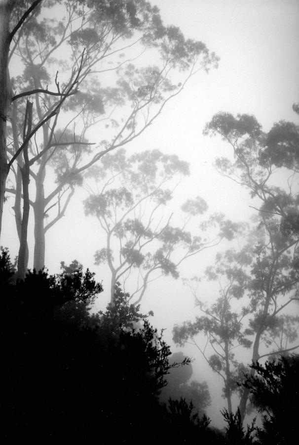 Blue Mountains in the Mist Photograph by Jackie Sherwood